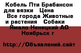 Кобель Пти Брабансон для вязки › Цена ­ 30 000 - Все города Животные и растения » Собаки   . Ямало-Ненецкий АО,Ноябрьск г.